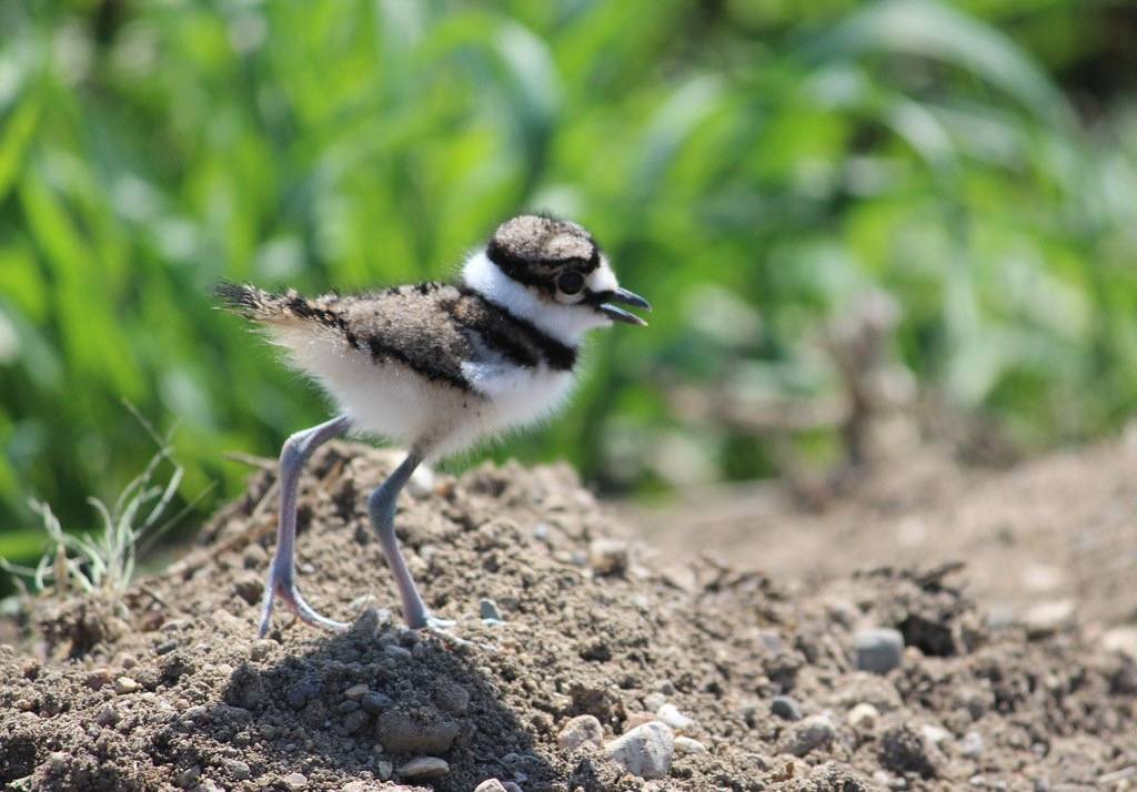 Killdeer Chick by Krista Lundgren/ USFWS Mountain Prairie is licensed under CC BY 2.0.